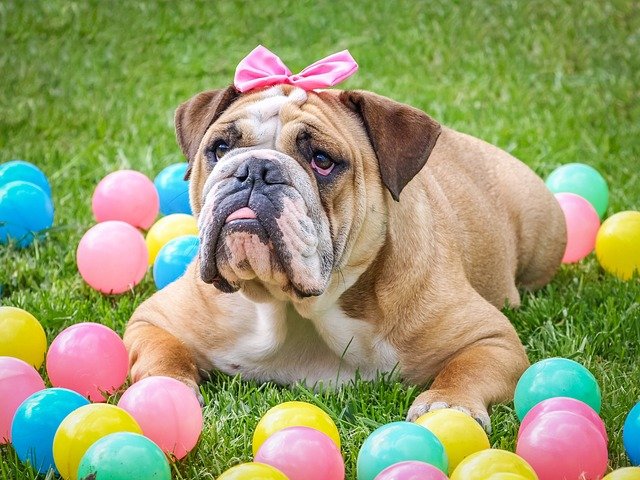 English Bulldog Breeder In Hyderabad