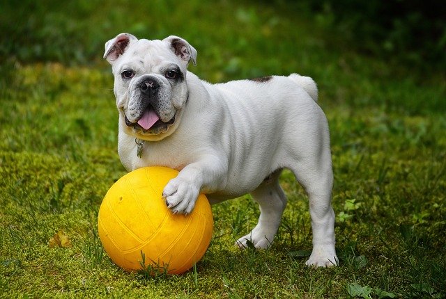 English-Bulldog male Puppy Price In Kolkata