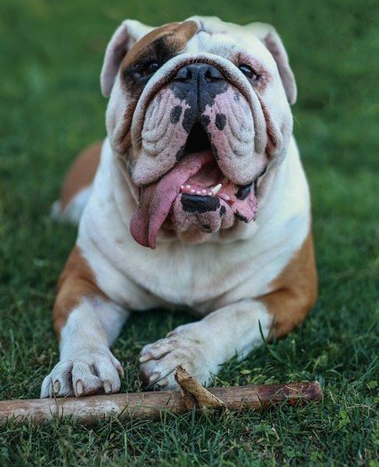 English-Bulldog pet shop in Kolkata