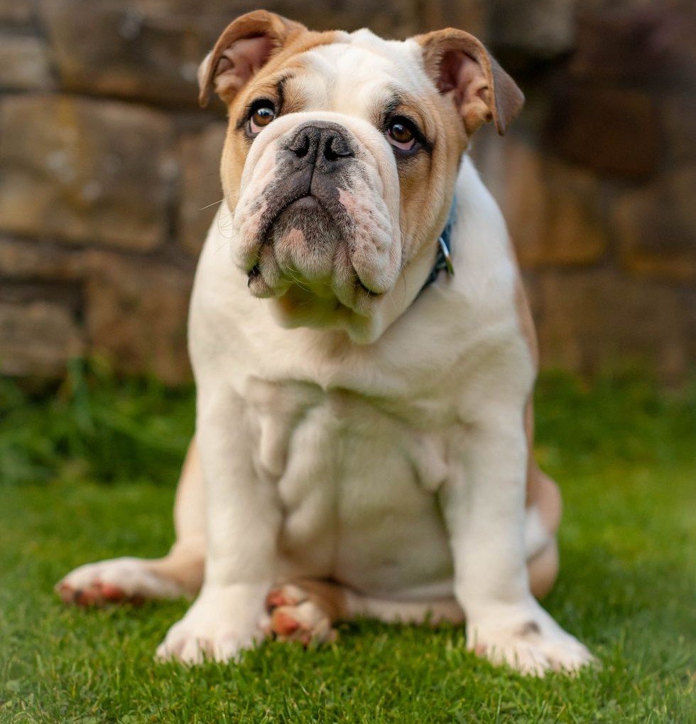 English-Bulldog male Puppy Price In Mumbai