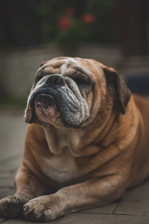English Bulldog breed price in goa