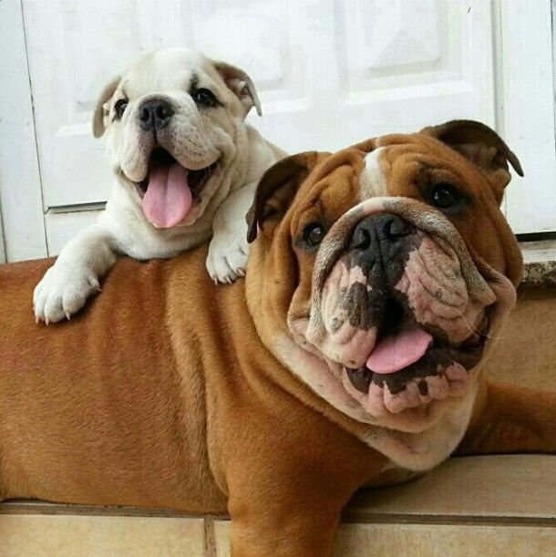 English-Bulldog Female Puppies For sale in Mumbai