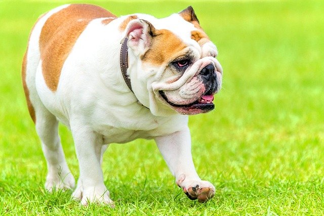 English-Bulldog male Puppy Price In Goa