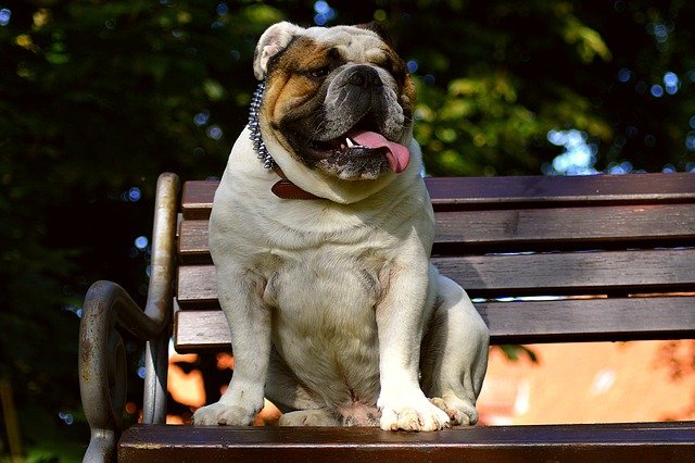 English-Bulldog male Puppy Price In Jaipur