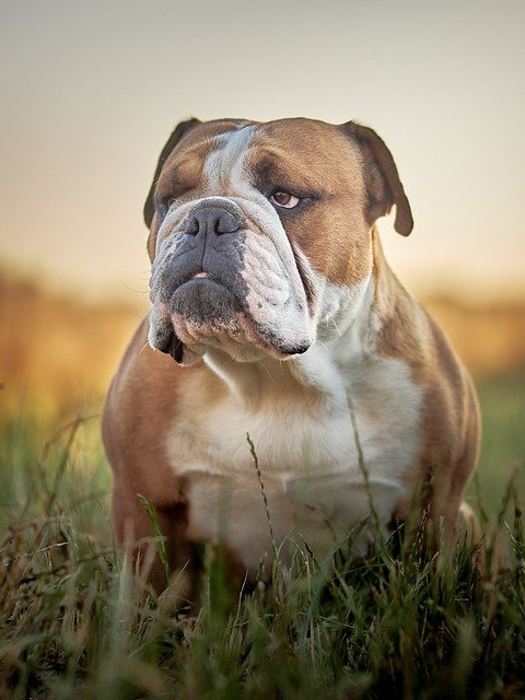 English Bulldog breed price in vizag