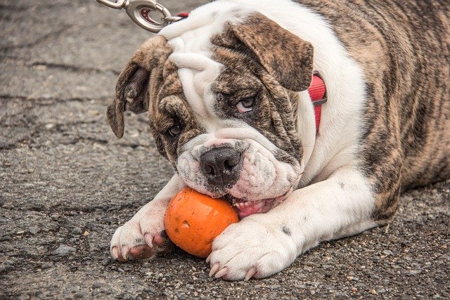 English-Bulldog male Puppy Price In Vizag