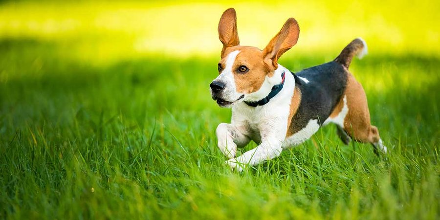Premium Doggies - Best Dog Breeders in India