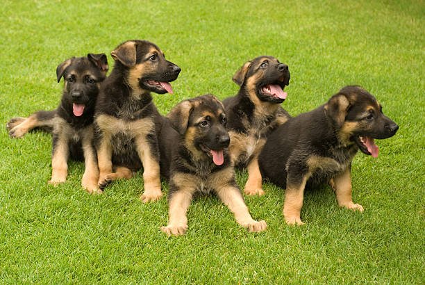 German Shepherd