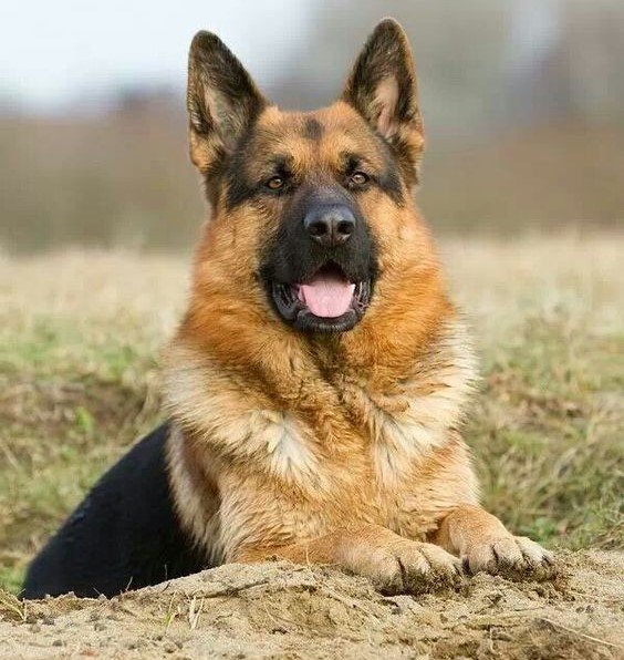 German Shepherd Background
