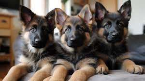 German Shepherd Puppy