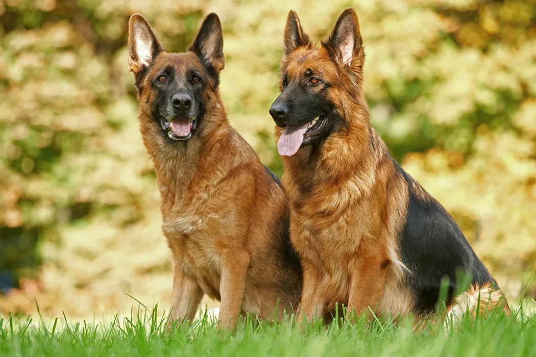 German Shepherd for Sale in India