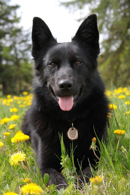 German Shepherd Puppies For Sale In Goa