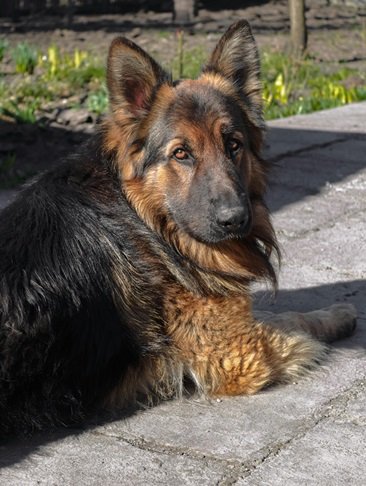 German Shepherd dog For Sale Online In India