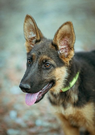 German Shepherd Puppy Price In India