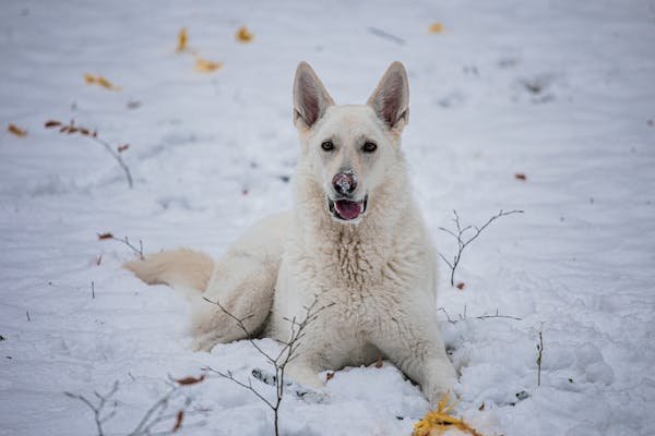 German Shepherd male Puppy Price In Pune