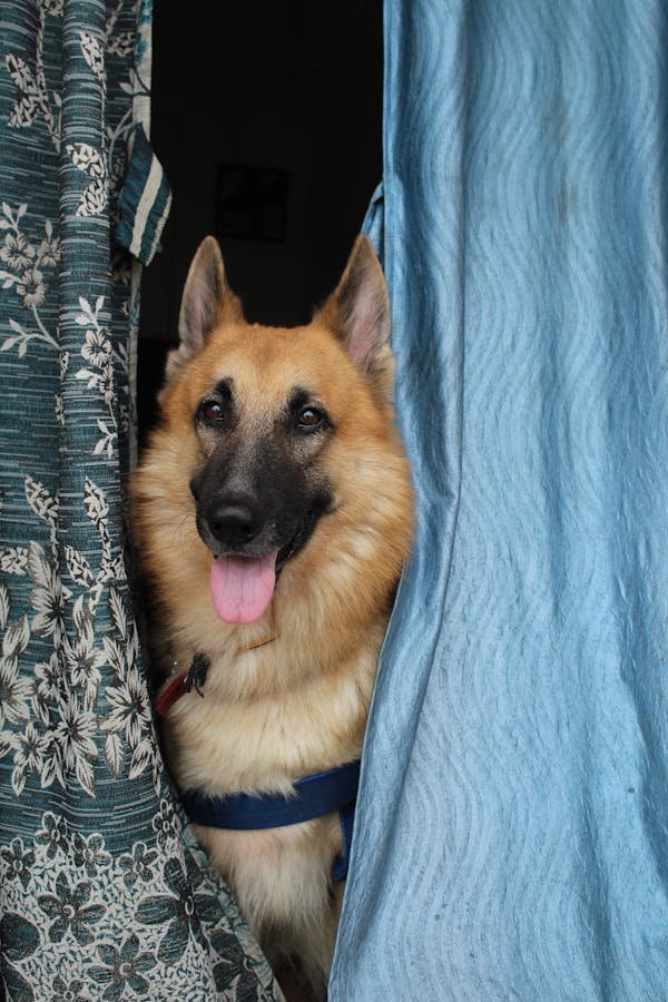 German Shepherd Breed For Sale In Pune