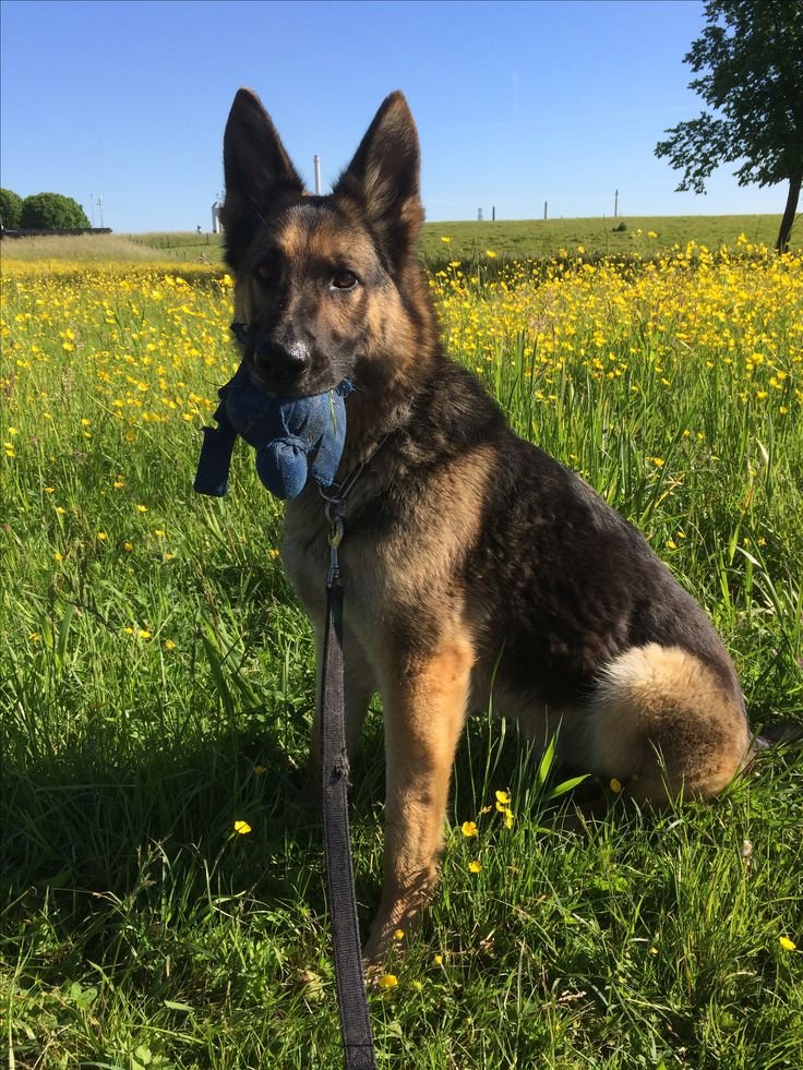 German Shepherd Puppies For Sale In Kolkata