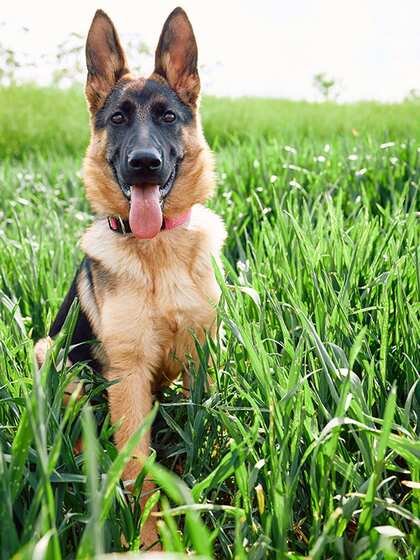 German Shepherd Puppies For Sale In Ahmedabad