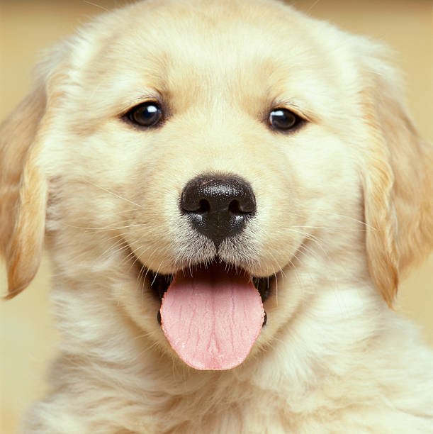 Golden Retriever for Sale in Ahmedabad
