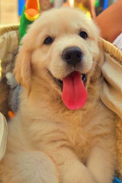 Golden Retriever Puppies For Sale In Bangalore