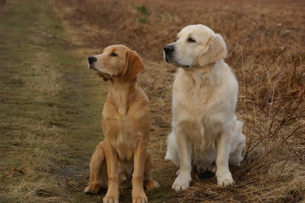 golden retriever male Puppies Price In Mumbai