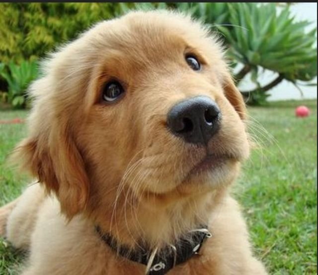 Golden Retriever Male Puppies For Sale In Mumbai