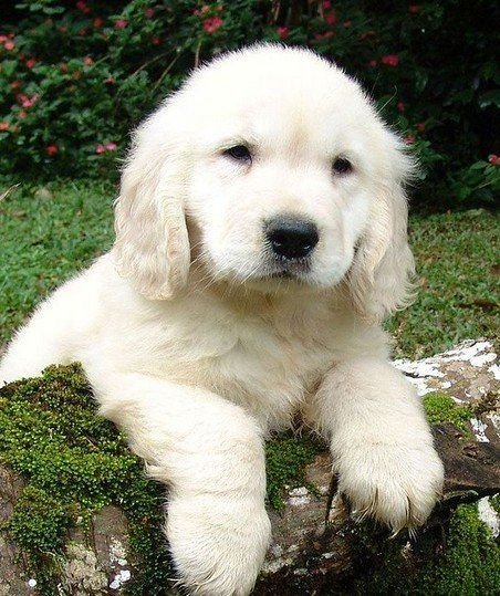 Golden Retriever Puppies In Kolkata Verified Lineage Premium Doggies Golden Retriever Puppies In Kolkata Verified Lineage Premium Doggies