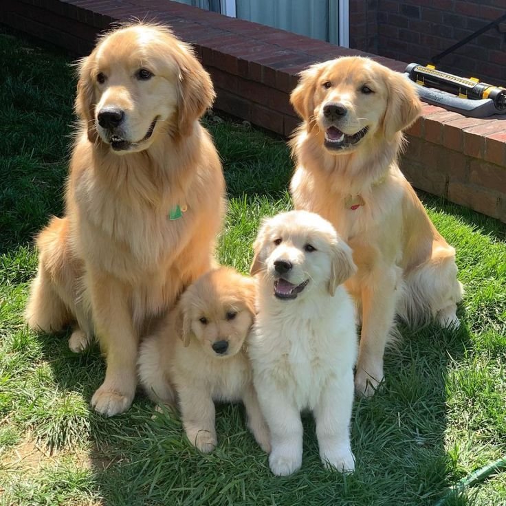 Golden Retriever Puppies For Sale In Mumbai