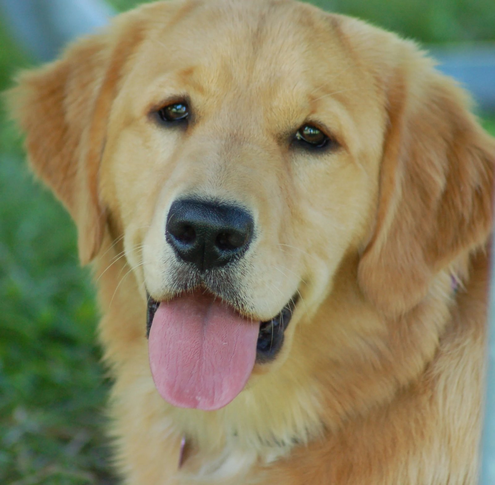 Golden Retriever Puppies For Sale In Mumbai