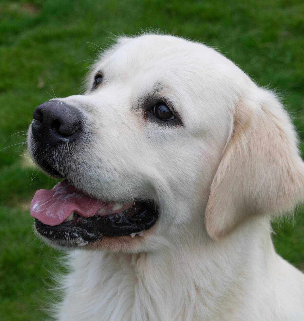 Golden Retriever Female Puppies For Sale In Mumbai