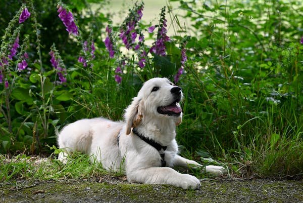 golden retriever male Puppy Price In Hyderabad