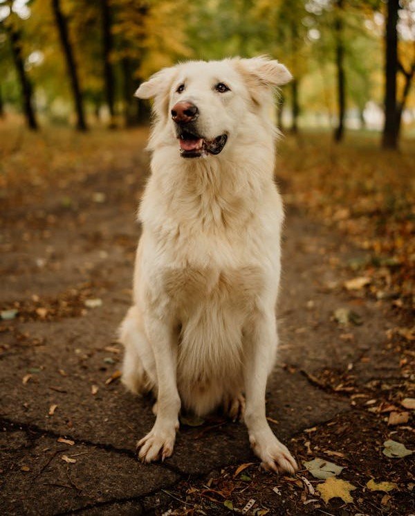 Golden Retriever Puppies For Sale In Hyderabad