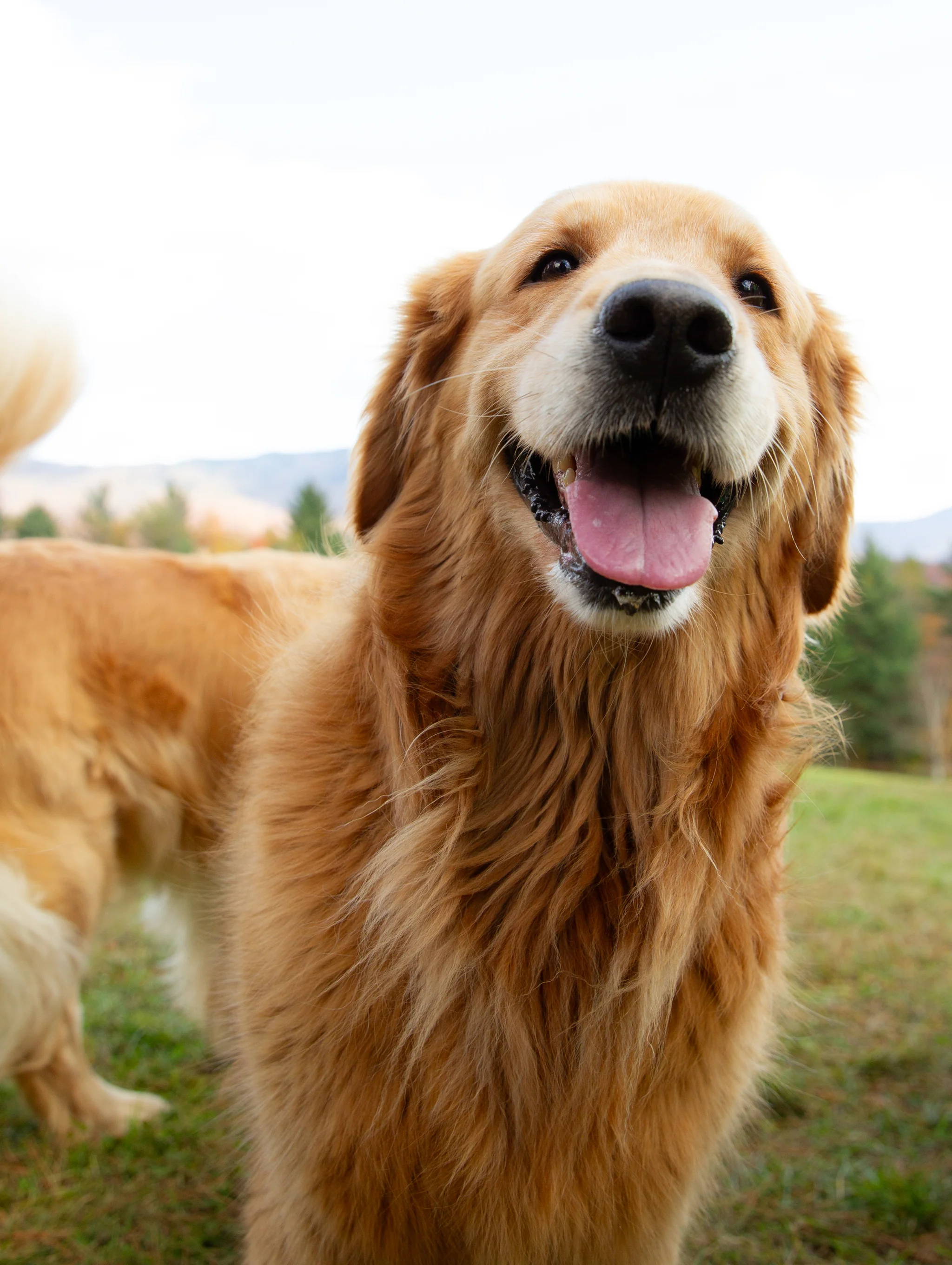 Golden Retriever Puppies For Sale In Kolkata