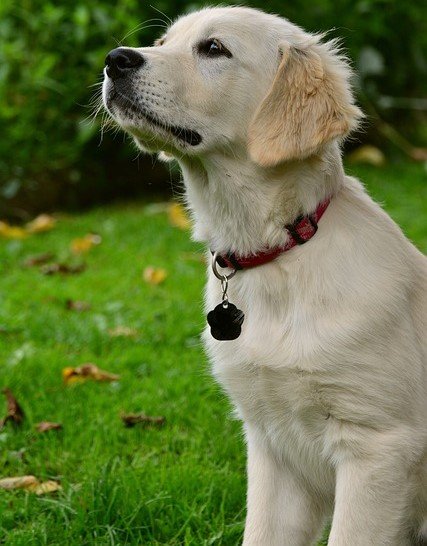 golden retriever male Puppy Price In Goa