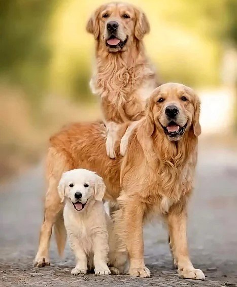 Golden Retriever Puppies For Sale In Goa