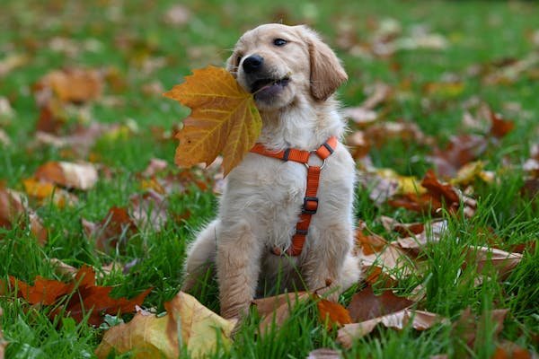 buy golden retriever puppies online in jaipur