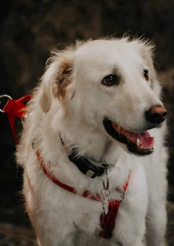 Golden Retriever dog price In Jaipur