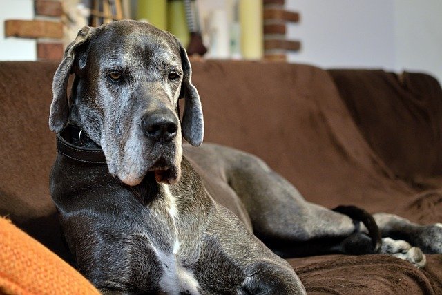 Great Dane Dog Price In Hyderabad