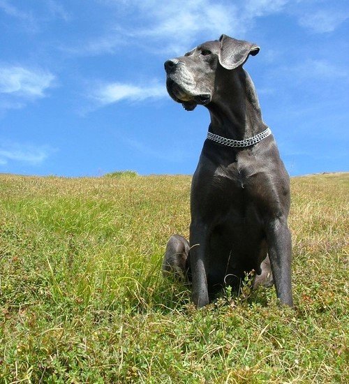 Great Dane dog Puppies For Sale Online In Hyderabad