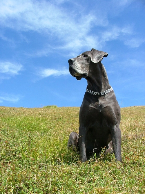 Great Dane Puppy