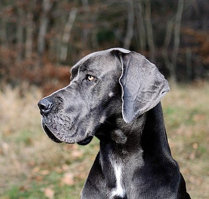 Great Dane pet shop in mumbai