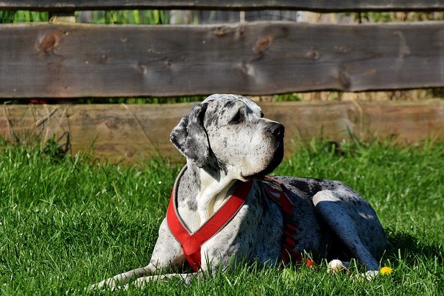 great dane puppies for sale online in kolkata