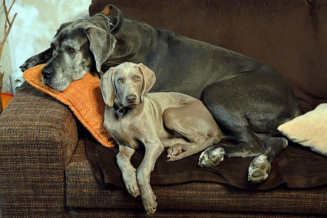 Great-Dane Puppies for sale in mumbai