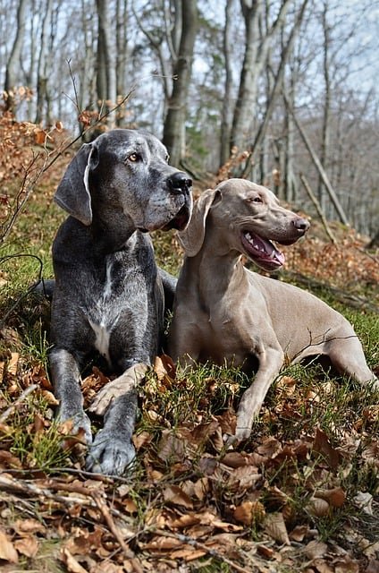 great dane male Puppy Price In Mumbai