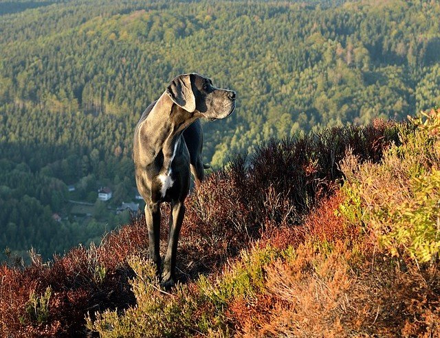 Great-Dane female Puppies for sale online in mumbai