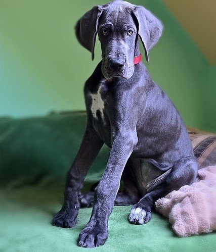 Great Dane puppy for sale in mumbai