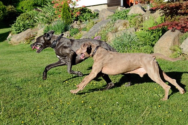 Great-Dane male Puppies for sale online in mumbai