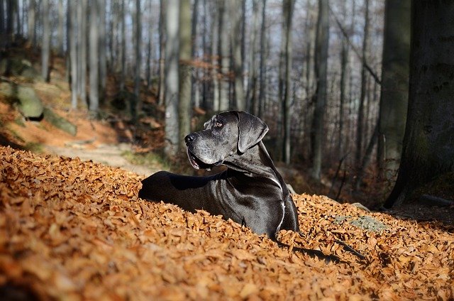 Great Dane quality puppies for sale in mumbai 