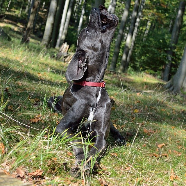 Great Dane female Puppies price in mumbai