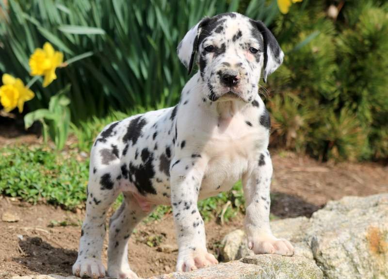 Great Dane male Puppies Price In Mumbai